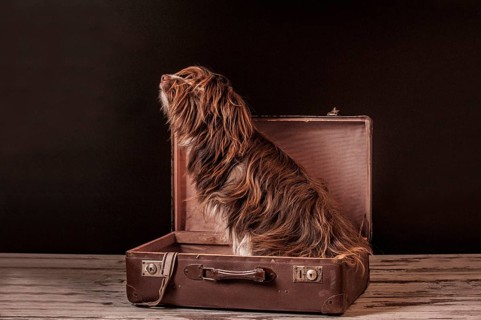 Brown mixed-breed dog sitting in a suitcase