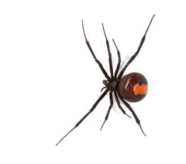 Redback Spider (Latrodectus hasselti)