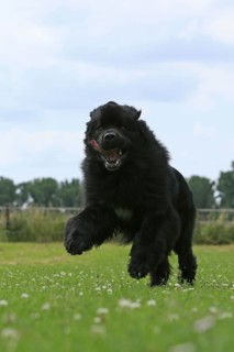 Newfoundland running on meadow