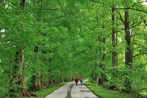 Avenue with Dawn Redwoods (Metasequoia glyptostroboides)