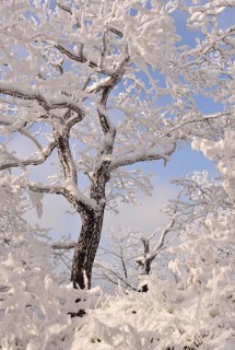A forest in winter