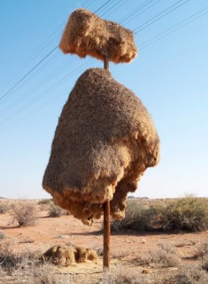Huge communal nest of Sociable Weavers (Philetairus socius) on a telephone pole