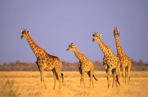 Giraffes (Giraffa camelopardalis)