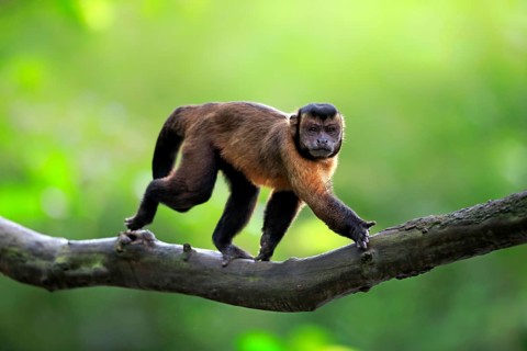 Brown Capuchin or Tufted Capuchin (Cebus apella)