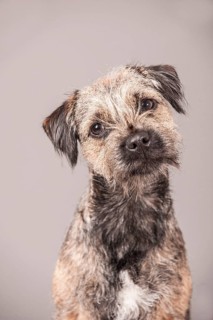 Border Terrier