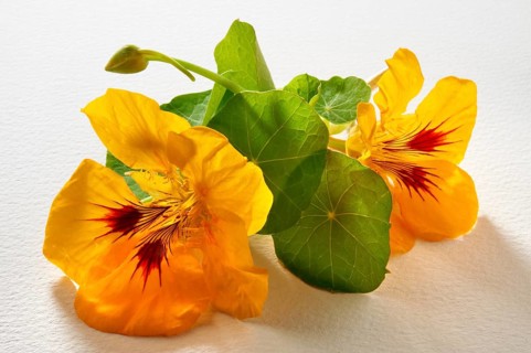 Fresh Nasturtium (Tropaeolum)