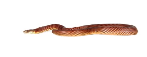 Common King Brown (Pseudechis australis)