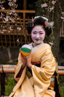 Geisha in front of a blossoming cherry tree in the Geisha quarter Gion