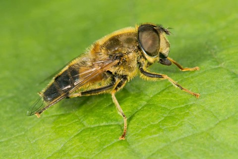 Hoverfly (Eristalis tenax)