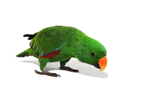 Eclectus Parrot (Eclectus roratus)