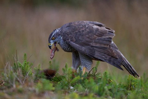 Northern Goshawk (Accipiter gentilis) with a captured squirrel