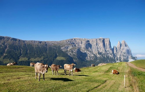 Cows on a pasture