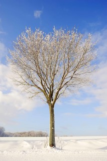 English Oak or Pedunculate Oak (Quercus robur