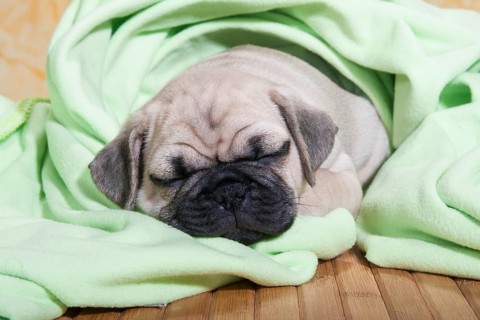 Pug