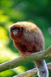 Red-bellied Titi (Callicebus moloch)
