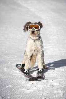 A dog with snow goggles