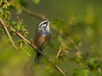 Rock Bunting (Emberiza cia)