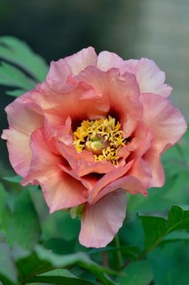 Tree Peony (Paeonia suffruticosa 'Exotic Era')