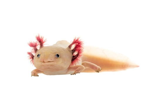 Axolotl (Ambystoma mexicanum)