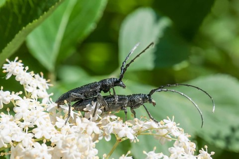 Capricorn Beetles (Cerambyx scopolii)