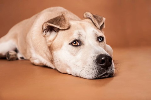 Akita Inu mixed-breed dog