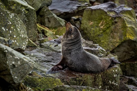 Southern Fur Seal (Arctocephalus forsteri)