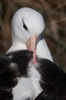 Black-browed Albatross or Black-browed Mollymawk (Thalassarche melanophris)