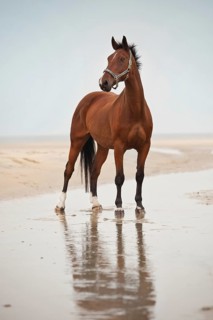 Hanoverian gelding