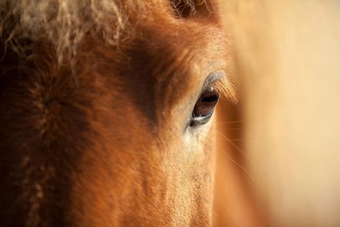 Eye of an Icelandic Horse