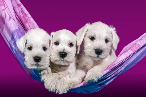 Three white Miniature Schnauzer puppies lying in a hammock