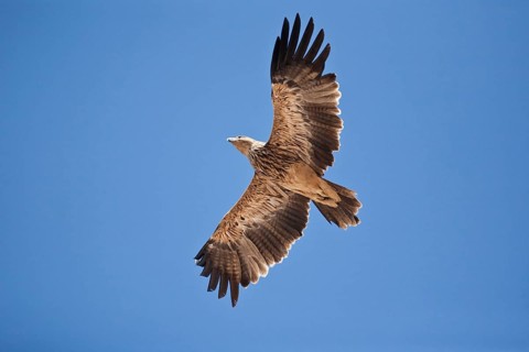 Imperial Eagle (Aquila heliaca) in flight
