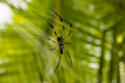 Red-legged Golden Orb-web Spider (Nephila inaurata)