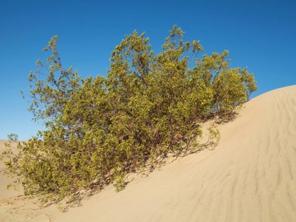 Honey Mesquite (Prosopis glandulosa torreyana) blooming in spring on a dune