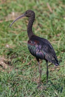 Glossy Ibis (Plegadis falcinellus)