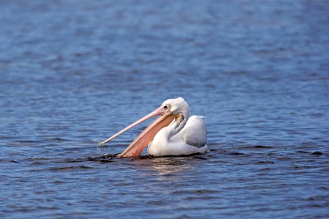 American American White Pelican (Pelecanus erythrorhynchos)