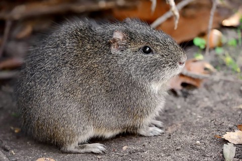 Brazilian Guinea Pig (Cavia aperea) native to South America