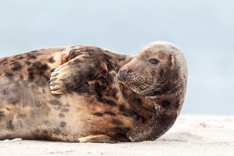 Grey Seal (Halichoerus grypus)