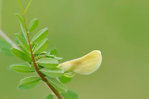 Hairy yellow vetch (Vicia hybrida)