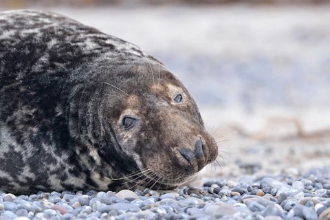 Grey Seal (Halichoerus grypus)