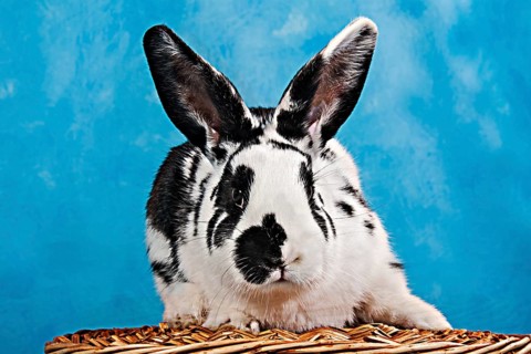 Black and white pinto rabbit