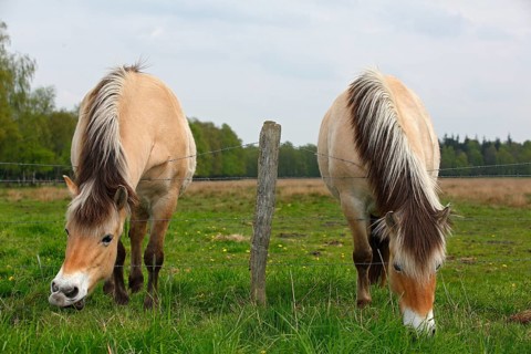 Two Norwegian Fjord Horses grazing grass over a barbed wire fence