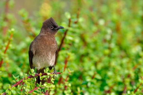Cape Bulbul (Pycnonotus capensis)