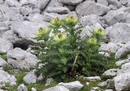 Spiniest Thistle (Cirsium spinosissimum)