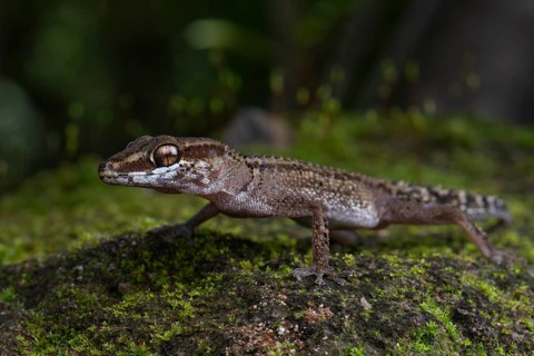 Stumpff's Ground Gecko (Paroedura stumpfii)