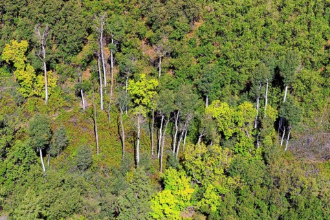 Aspen forest in Betatakin Canyon
