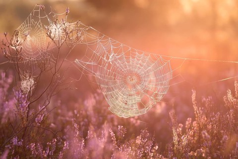 An orb-weaver spider web in heath