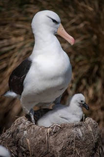 Black-browed Albatross or Black-browed Mollymawk (Thalassarche melanophris) with a chick in a tower nest