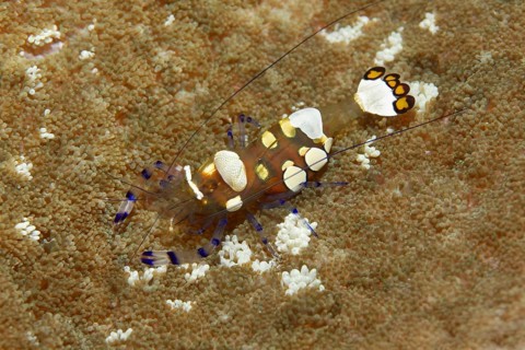 Pacific Clown Anemone Shrimp (Periclimenes brevicarpalis) on Anemone