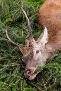 Young hunted down Red Deer (Cervus elaphus)