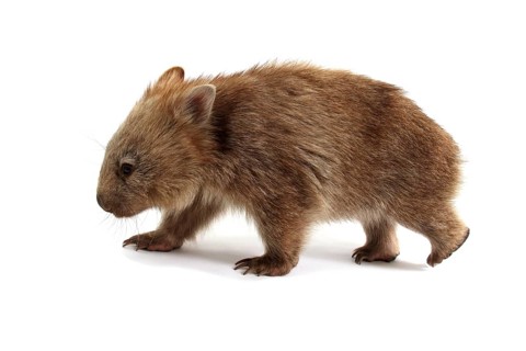 Common Wombat (Vombatus ursinus)